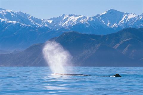 Kaikoura Whales